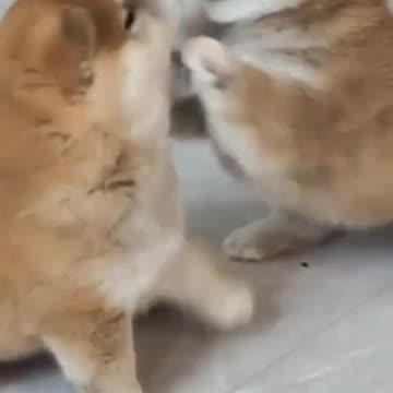 “CUTE AND FUNNY PUPPIES” 🐶💕😍😂 #pet #animals #funnyanimals