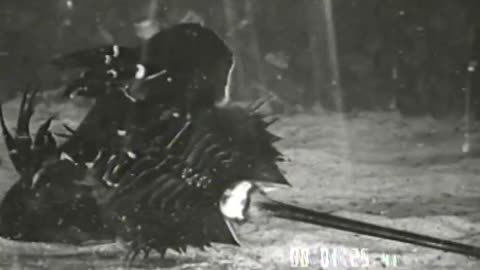 Aquarium - Aquarium - fc-fc-1057