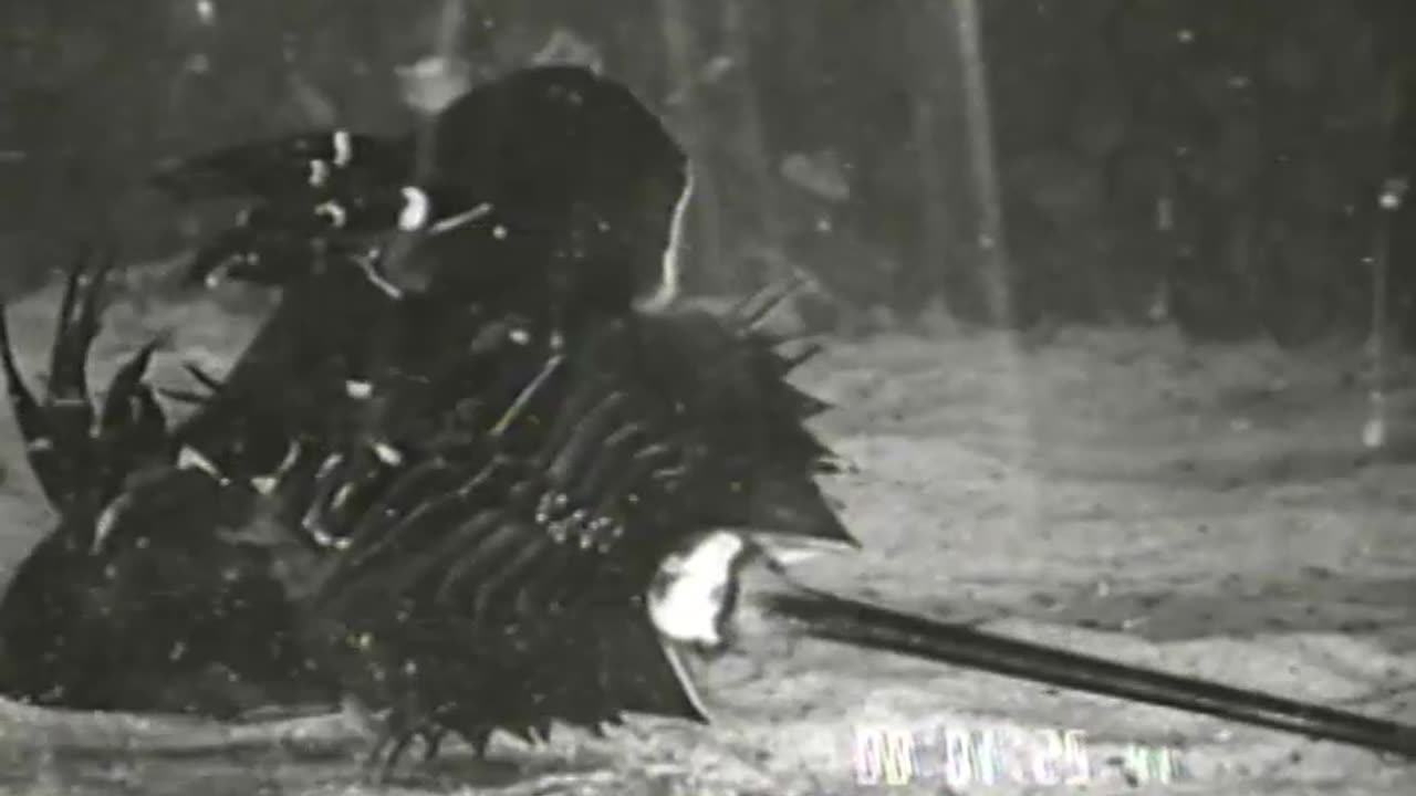 Aquarium - Aquarium - fc-fc-1057