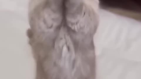 Funny Cat Dance