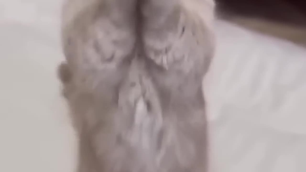 Funny Cat Dance
