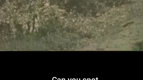 Can you spot British snipers #Colourized footage🇬🇧 🔭 🎥