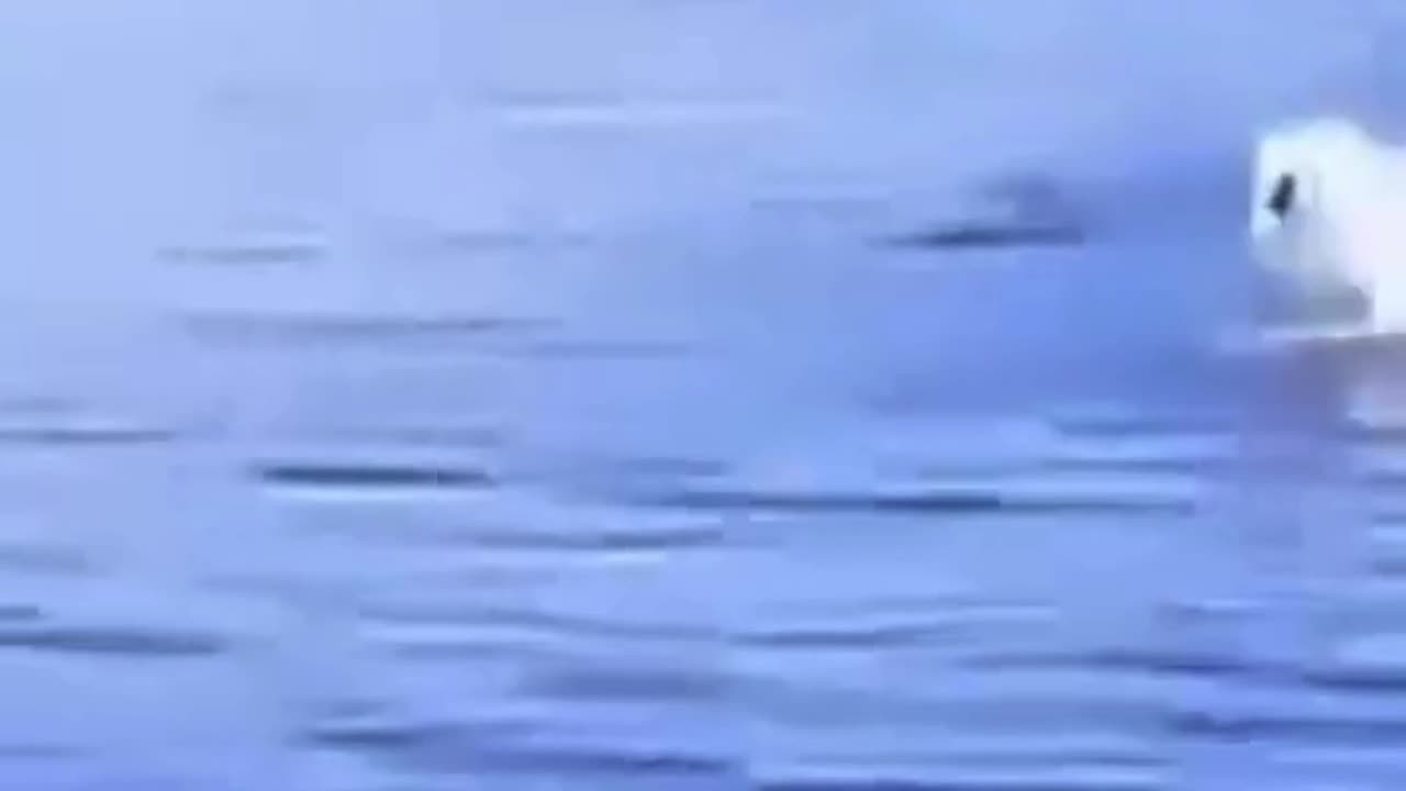 😍Looks like Dogs running on water