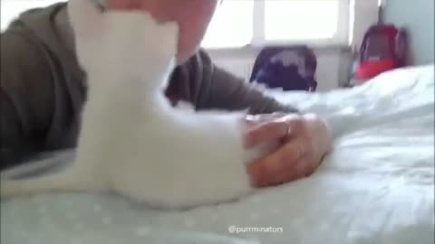 Funny Cat Videos Compilation #4