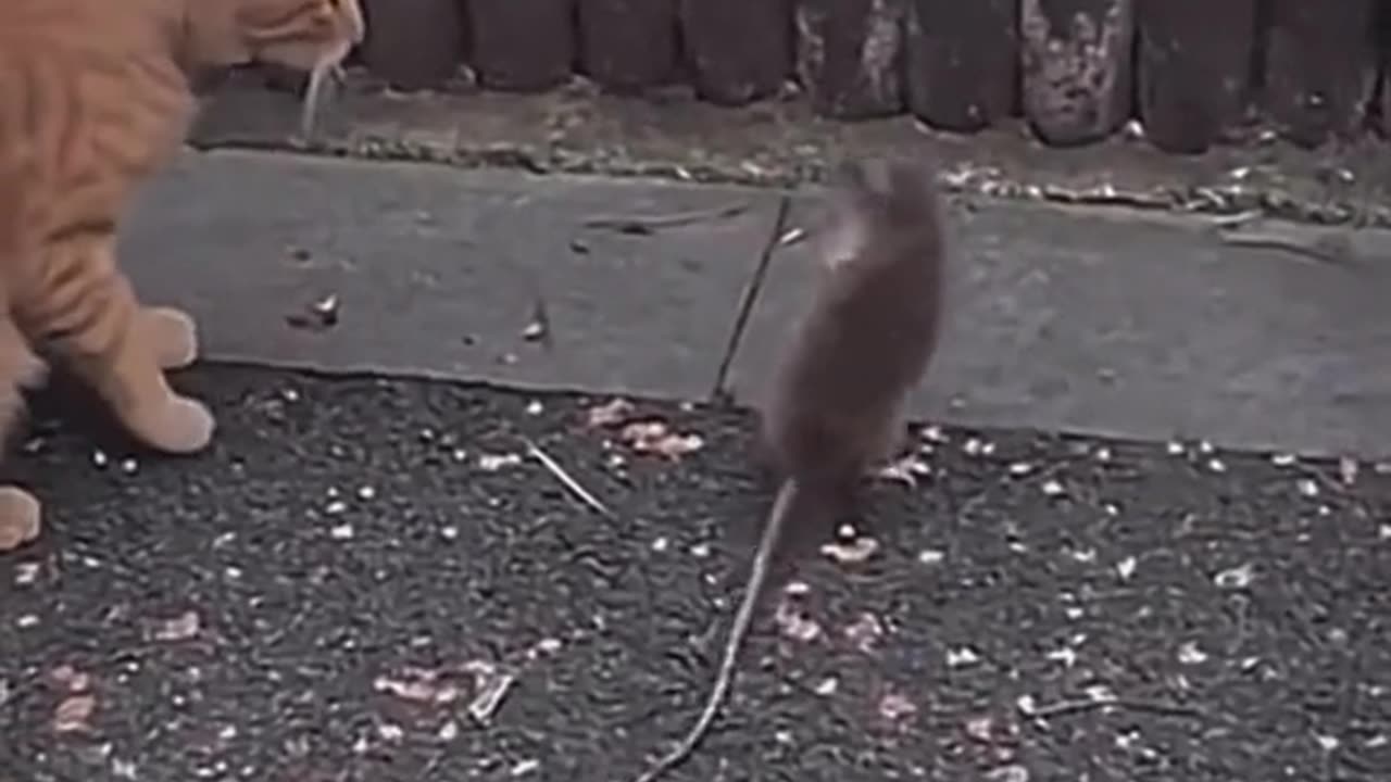 Pets That Will Make You Laugh 😂🐶 #Shorts