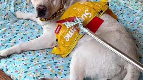 Dog's Comedy Videos 🤣 so cute videos and puppies comedy scenes 😂 so cute 🥰 🥰 🥰 🥰