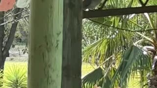 Bird Talk at Jaya