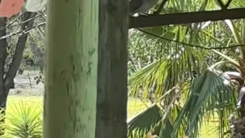 Bird Talk at Jaya