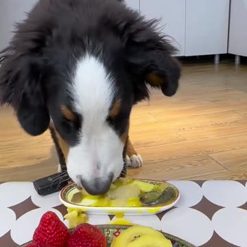 A Dog's Delightful Surprise: Overflowing Happiness