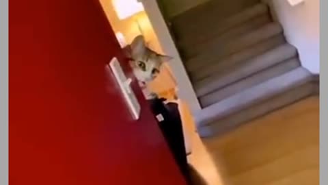 Funny Cat and ceut Cat video