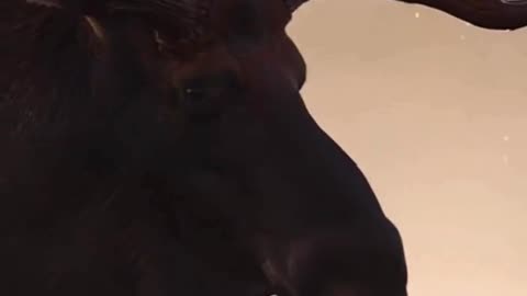 🦌❄️ This Reindeer Stood So Calmly… And the Moment Felt Magical ✨