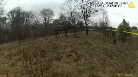 Dashcam shows Kent County deputies corral horses on the highway