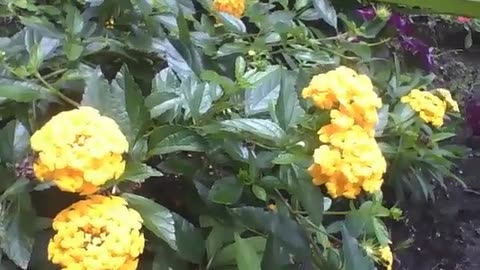 Lantana camara is filmed in a small garden, beautiful flowers! [Nature & Animals]