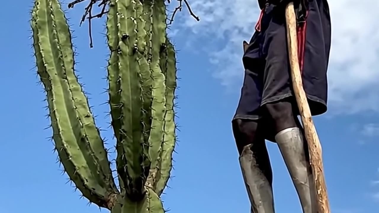 Stick Walking man found a Bird