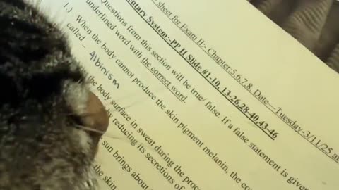 Scholarly Cat Studies For Exam