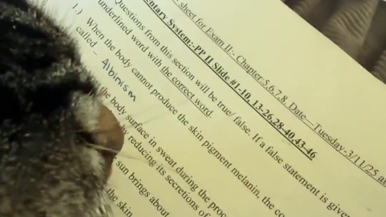 Scholarly Cat Studies For Exam
