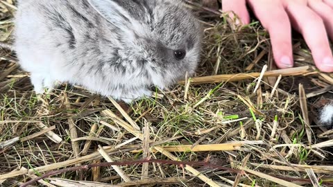 grå kaninunge – gulligaste lilla pälsbollen 🐇💖