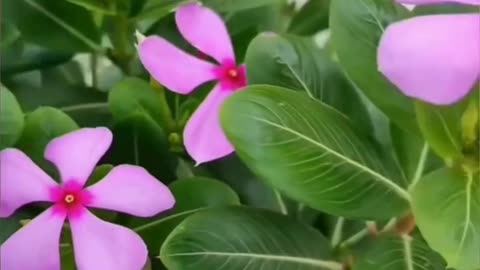 एक ऐसा पौधा जो आपकी करोड़ों रुपए बचा लेगा 👍💯 #viral #like #follow #trending