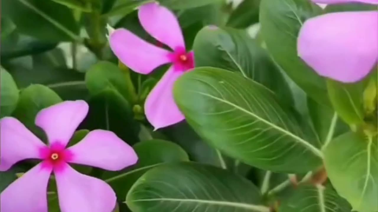 एक ऐसा पौधा जो आपकी करोड़ों रुपए बचा लेगा 👍💯 #viral #like #follow #trending