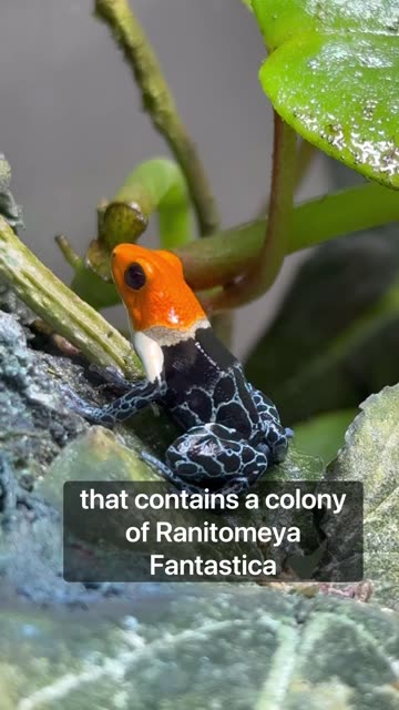 Pick Your Favorite Terrarium!