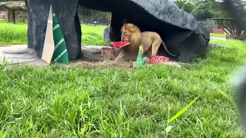 Lions, hippos get festive treats at Colombia park