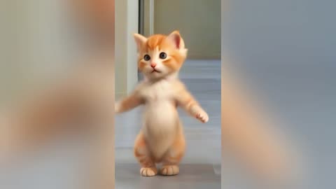 Cat dance cute #cat #dance #cute #viral #foryoupage #petdance Pet dance