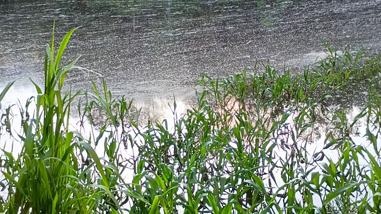 15.1.2025 The Barron River, Kuranda