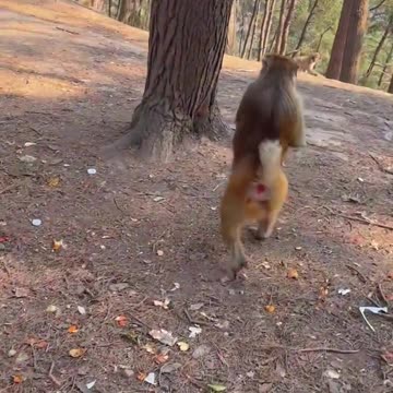 The Graceful Gait of a Charming Monkey