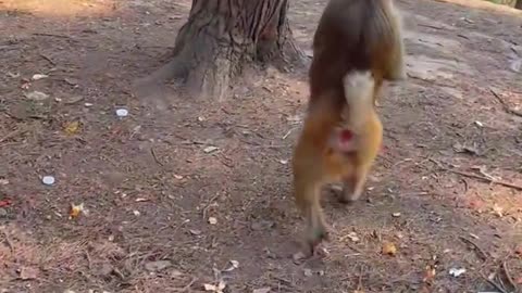 The Graceful Gait of a Charming Monkey