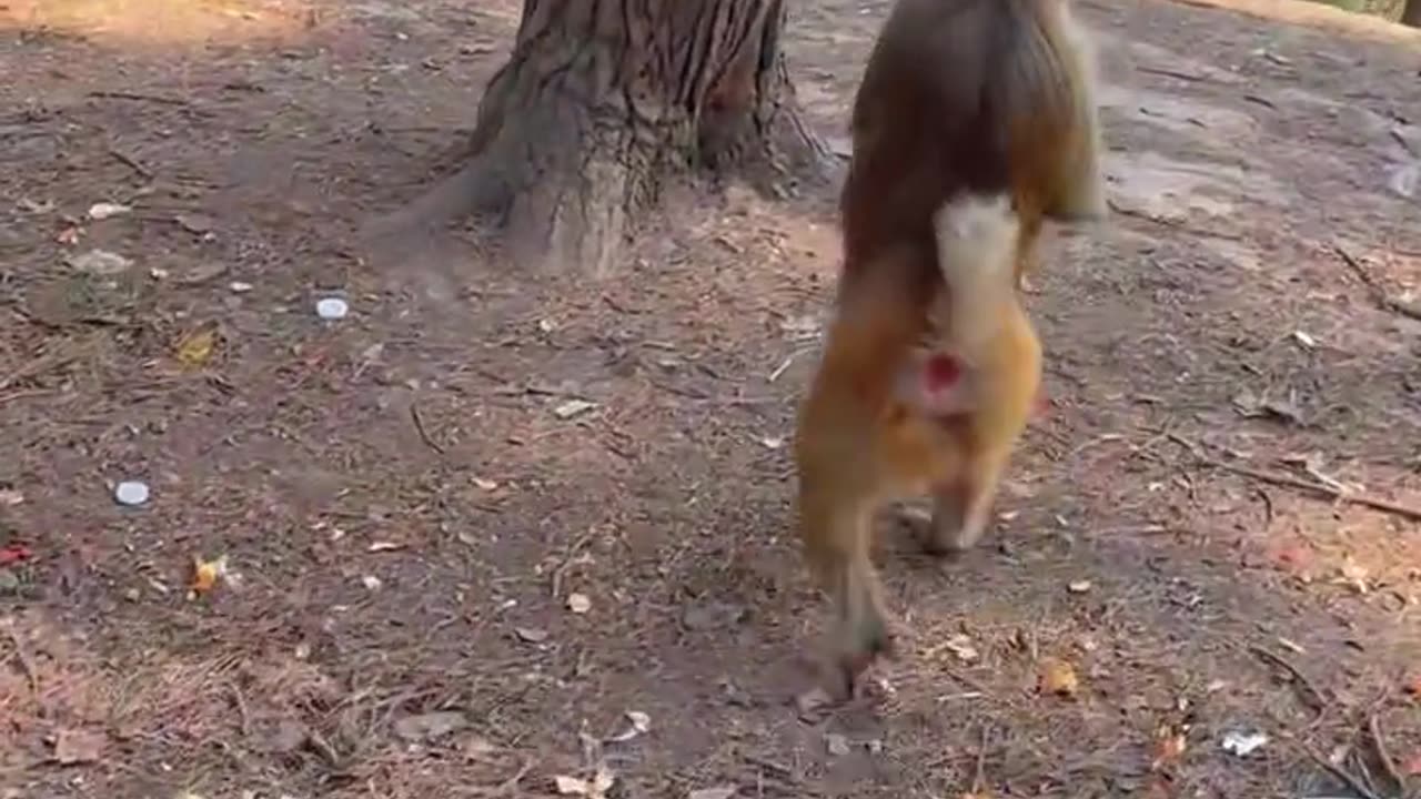 The Graceful Gait of a Charming Monkey