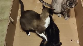 🐱😂 I Think My Cats Are Running an Underground Fighting Ring! | FunFM