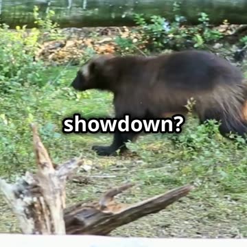 Wolverine vs Mountain Lion_ Fierce Fight