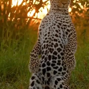 Curious leopard