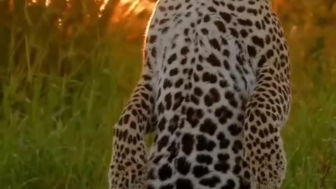 Curious leopard