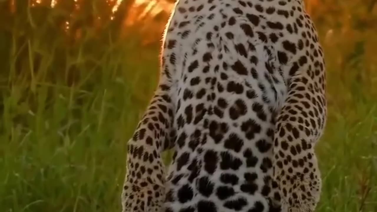 Curious leopard
