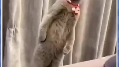 Funny animal video