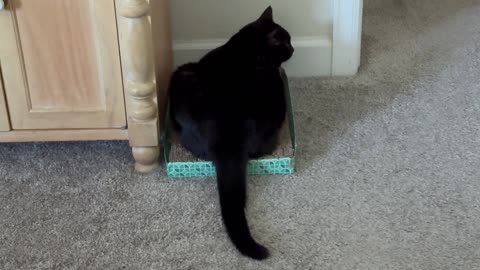 Cute Precious Piper Practices Doing Things with Her Tail - My Adopted Shelter Cat Vlog