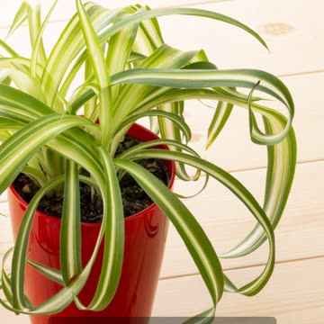 Breathe Easy 10 Houseplants That Purify Your Home Instantly