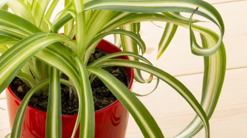 Breathe Easy 10 Houseplants That Purify Your Home Instantly