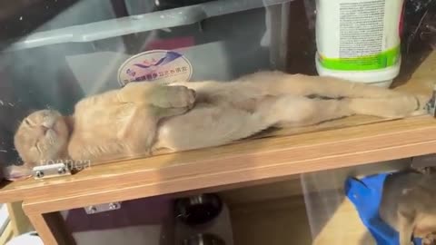 The mummy like sleeping style of this cat