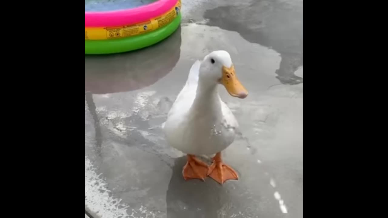 Duck very nice water with fan fun video