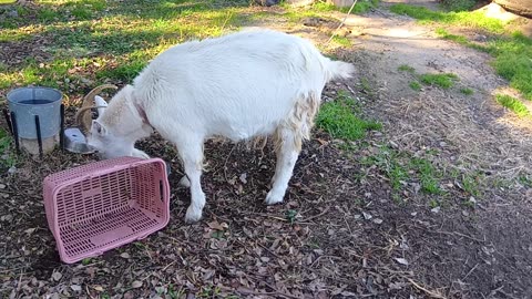 大晦日前の山羊さんの動画