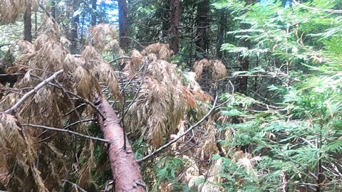 Bigfoot Evidence - cedar trees bent over and weaved together to block off territory