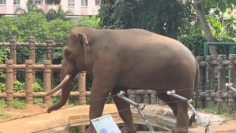 Vietnam zoo (Part 5) - Jumping Elephant