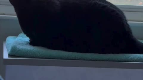 Cute Precious Piper Enjoys Peace in Her Spa - My Adopted Shelter Cat Vlog #shorts