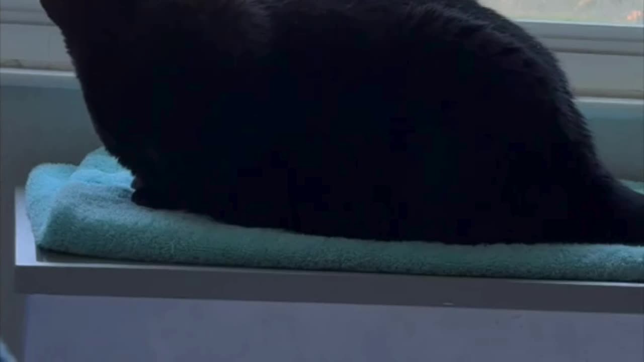 Cute Precious Piper Enjoys Peace in Her Spa - My Adopted Shelter Cat Vlog #shorts