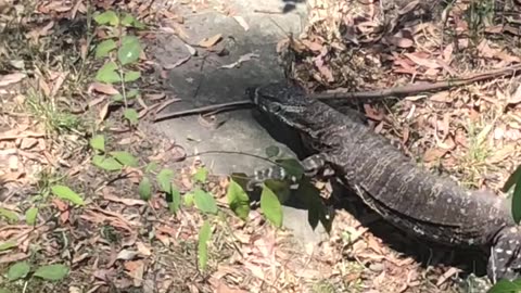 Pesky Critters. King Kong Goanna