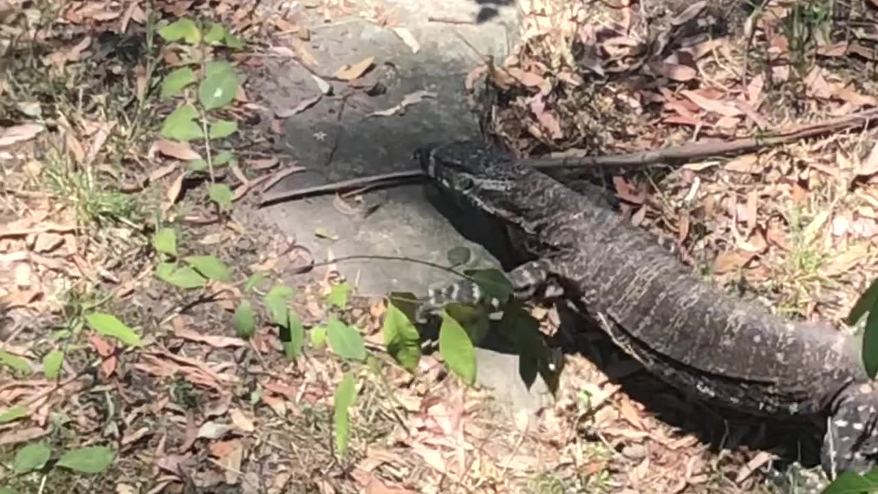 Pesky Critters. King Kong Goanna