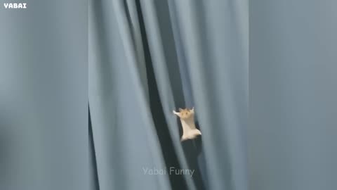 Laughing Guaranteed: The Best Epic Fails Online 🤯🤣