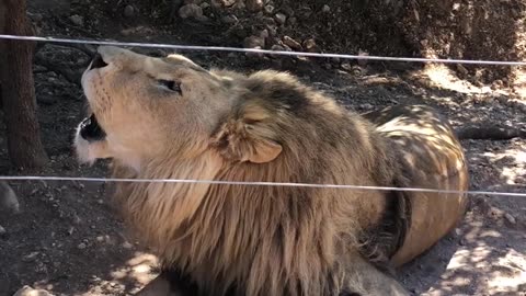 Roaring lion behind fence #lion #animals